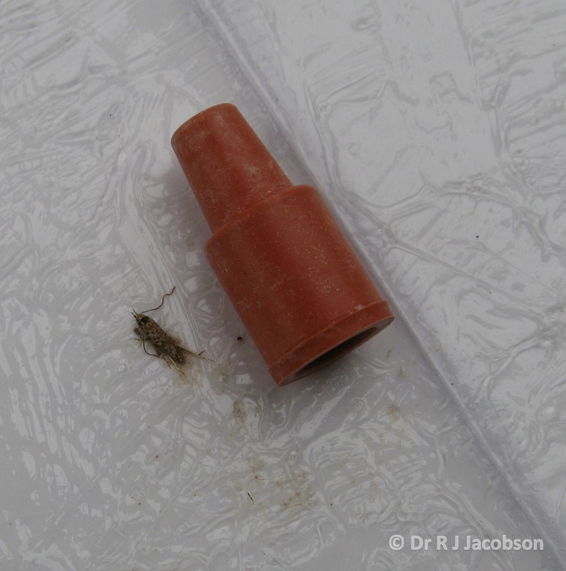 Tuta absoluta lure. Copyright of Dr R J Jacobson (RJC Ltd).